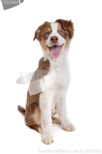 Image of Australian Shepherd