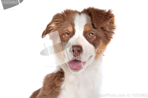 Image of Australian Shepherd