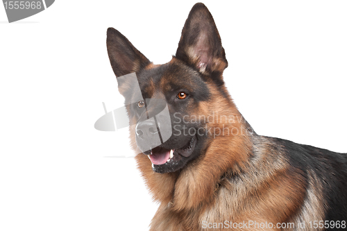 Image of German shepherd