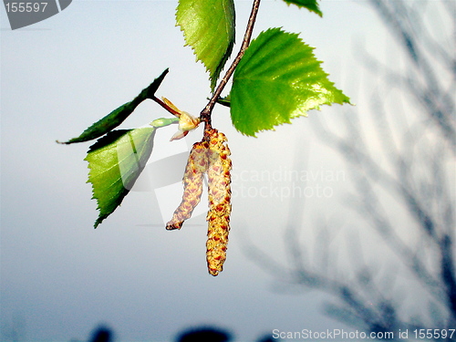 Image of Birchtree spring