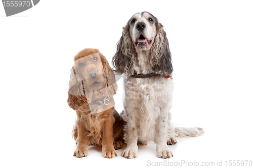 Image of Two English Cocker Spaniel dogs