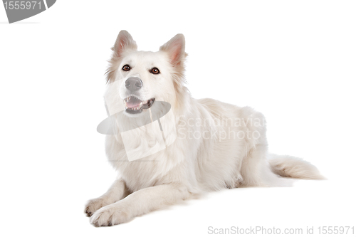 Image of White Shepherd Dog