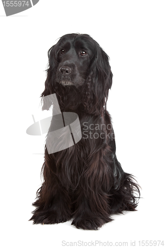 Image of English Cocker Spaniel