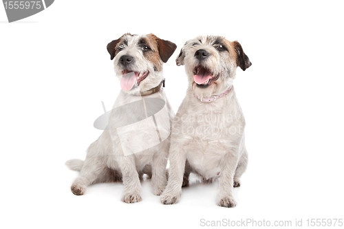 Image of Jack Russel Terrier