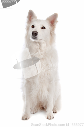 Image of White Shepherd Dog