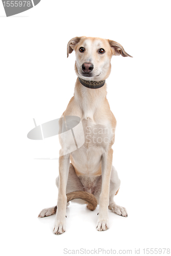 Image of Mixed breed dog