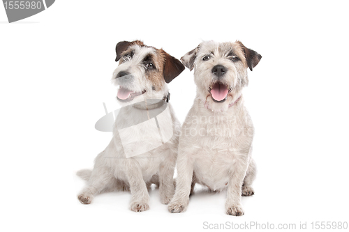 Image of Jack Russel Terrier