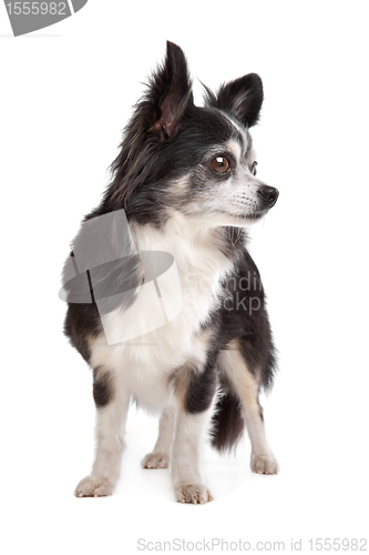 Image of long-haired Chihuahua