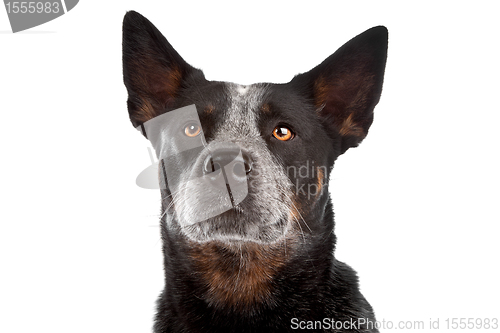 Image of Australian Cattle Dog
