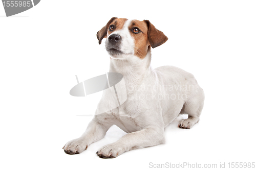 Image of Jack Russel Terrier