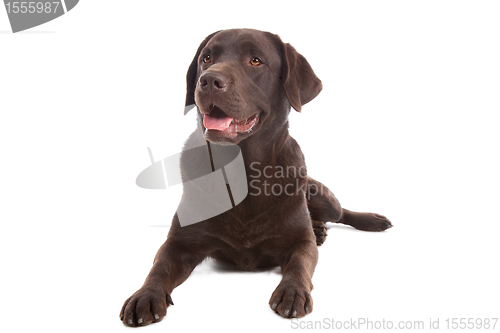 Image of Chocolate Labrador