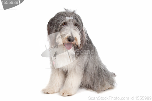 Image of bearded collie