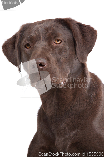 Image of Chocolate Labrador