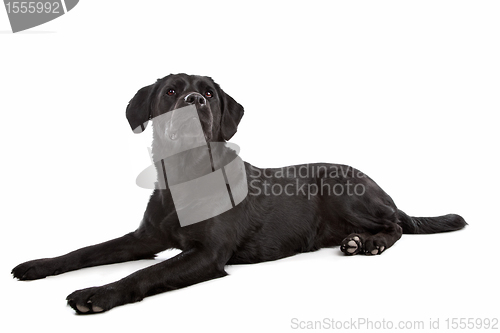 Image of cross breed dog of a Labrador and a Flat-Coated Retriever