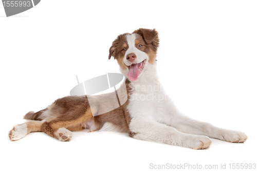 Image of Australian Shepherd