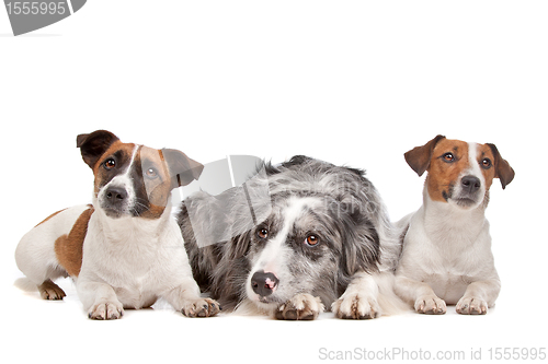 Image of Two Jack Russel Terrier dogs and a Border collie