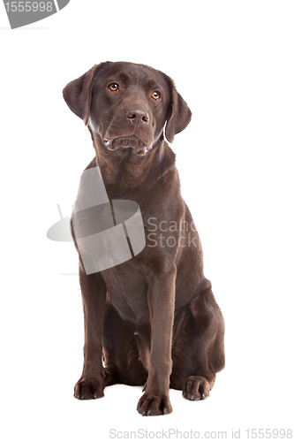 Image of Chocolate Labrador