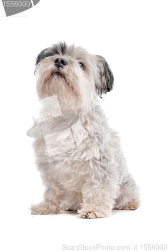 Image of shih tzu