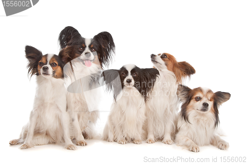 Image of group of five papillon dogs