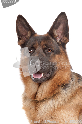 Image of German shepherd