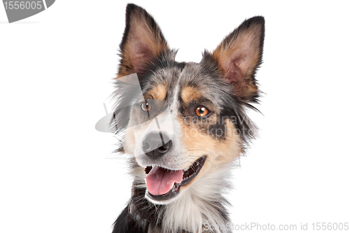 Image of Border Collie