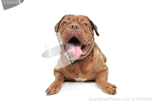 Image of Dogue de Bordeaux