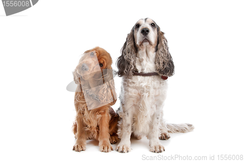 Image of Two English Cocker Spaniel dogs