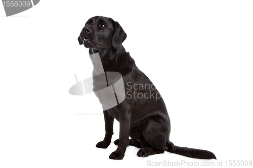 Image of cross breed dog of a Labrador and a Flat-Coated Retriever