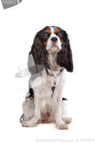 Image of Cavalier King Charles Spaniel