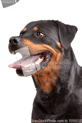 Image of Rottweiler