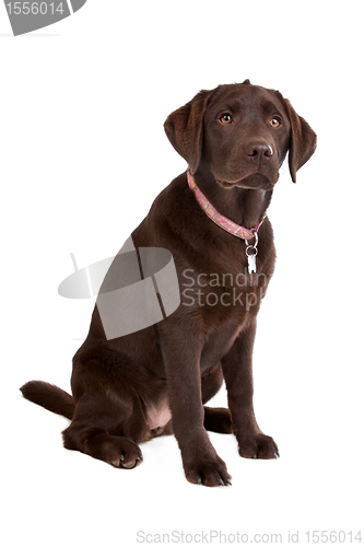 Image of Chocolate Labrador