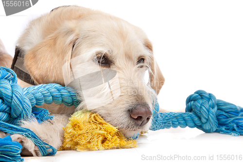 Image of mixed breed Labrador