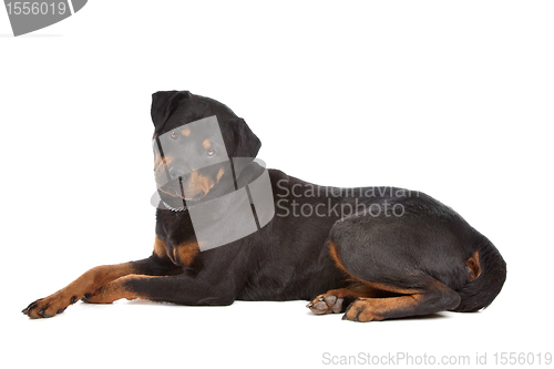 Image of Rottweiler