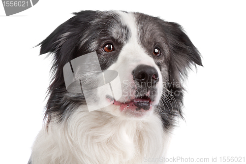 Image of Border Collie