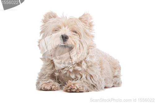 Image of West Highland White Terrier