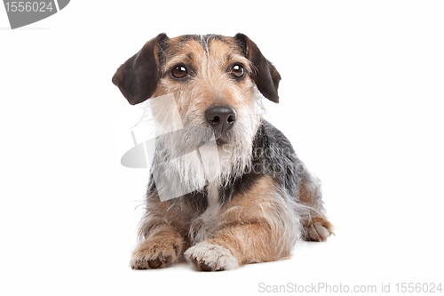 Image of mixed breed dog