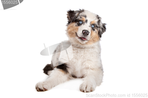 Image of Australian Shepherd
