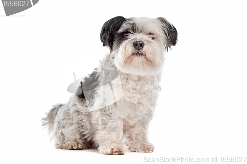Image of shih tzu