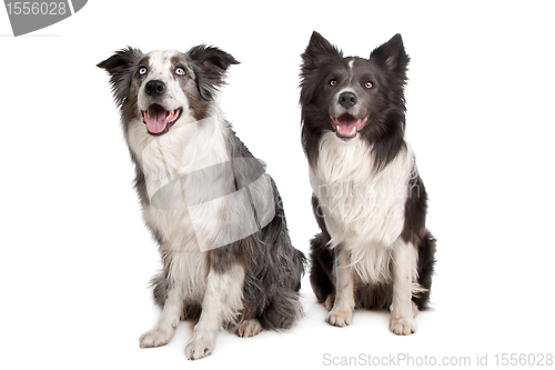 Image of Border Collie and Australian Shepherd