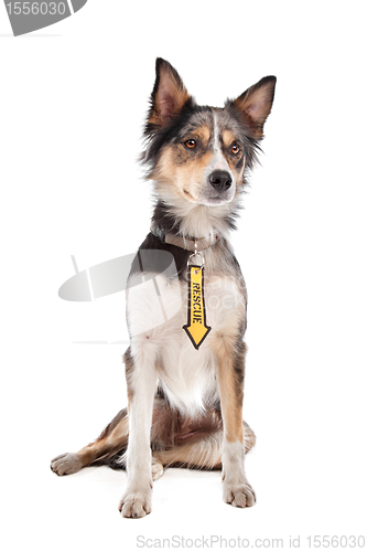 Image of Border Collie