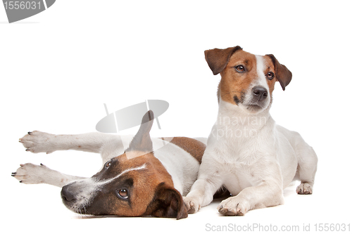 Image of Jack Russel Terrier