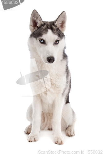 Image of Siberian Husky puppy