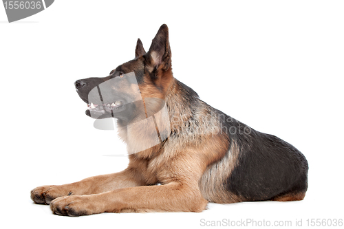 Image of German shepherd