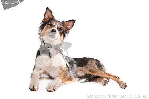 Image of Border Collie