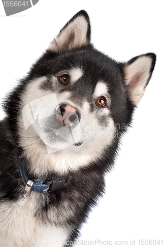 Image of Alaskan Malamute