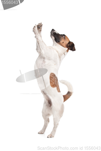 Image of Jack Russel Terrier