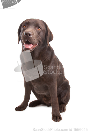 Image of Chocolate Labrador