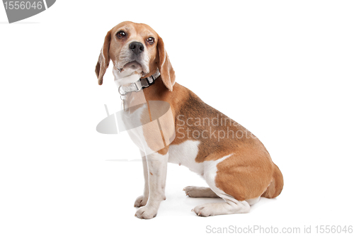 Image of Beagle