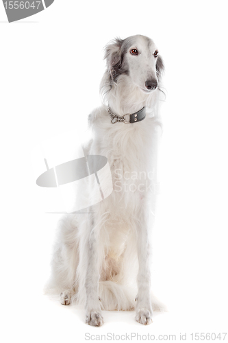 Image of Silken windhound