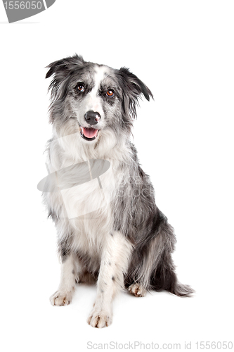 Image of Border Collie